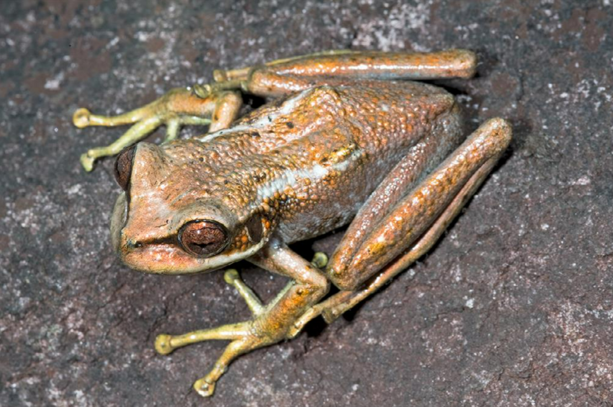 New species of bumpy frog discovered on Venezuela mountain | Miami